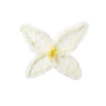 Laurel Yellow Wings